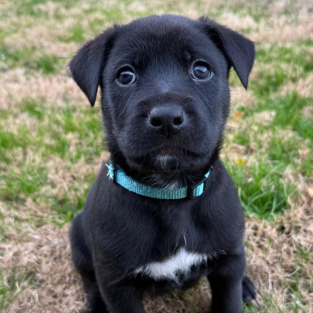 Oliver Mary Jane Pup