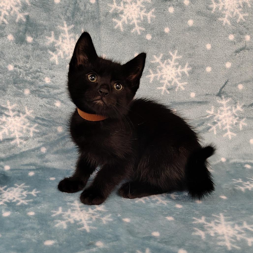 Aramis(brown collar)