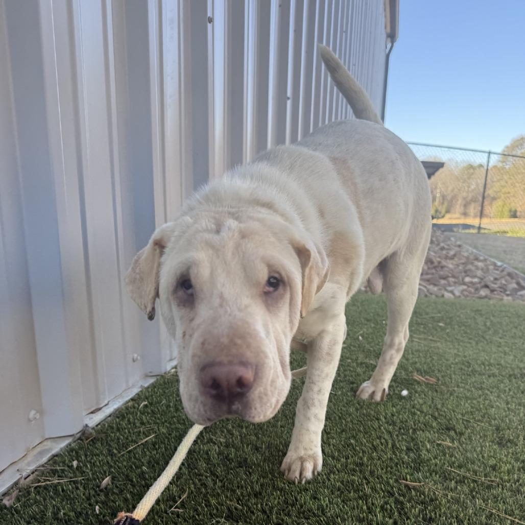 Lumiere (Bonded with Britches)