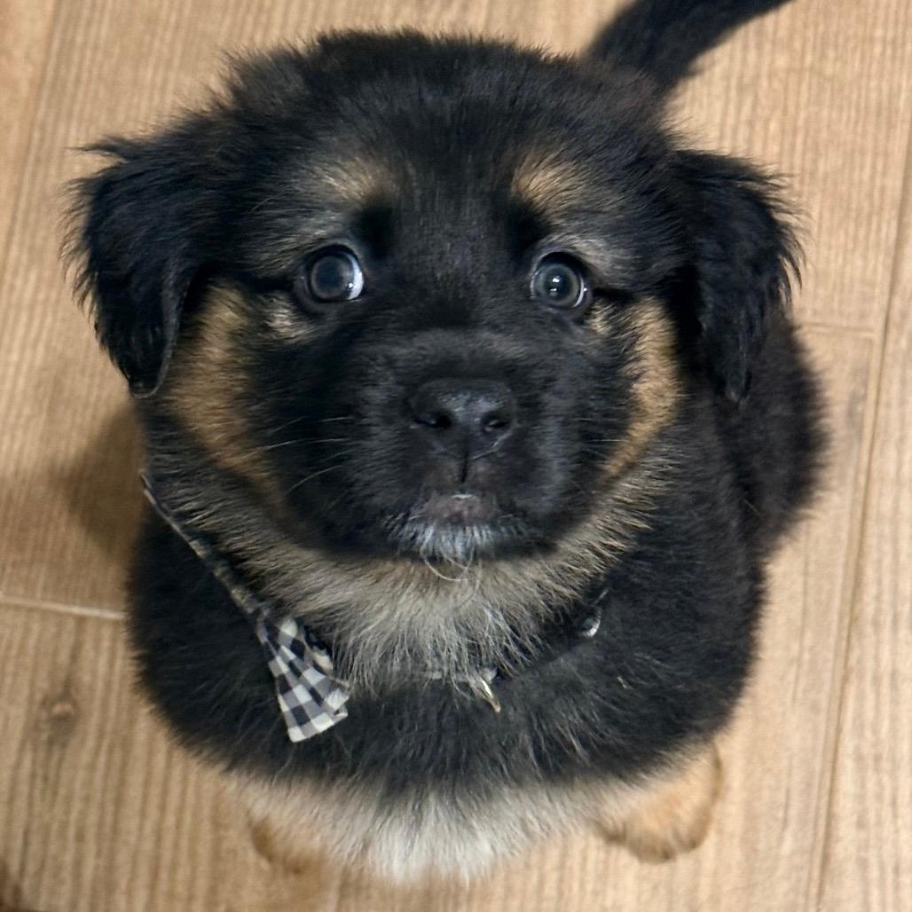 Archie Mary Jane Pup