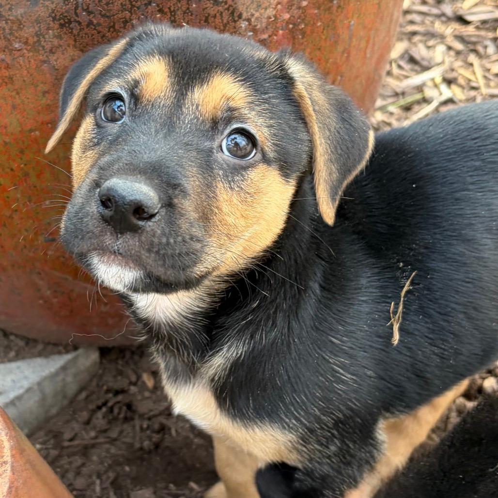 Chester Mary Jane Pup