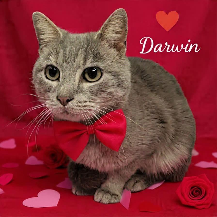 Darwin 