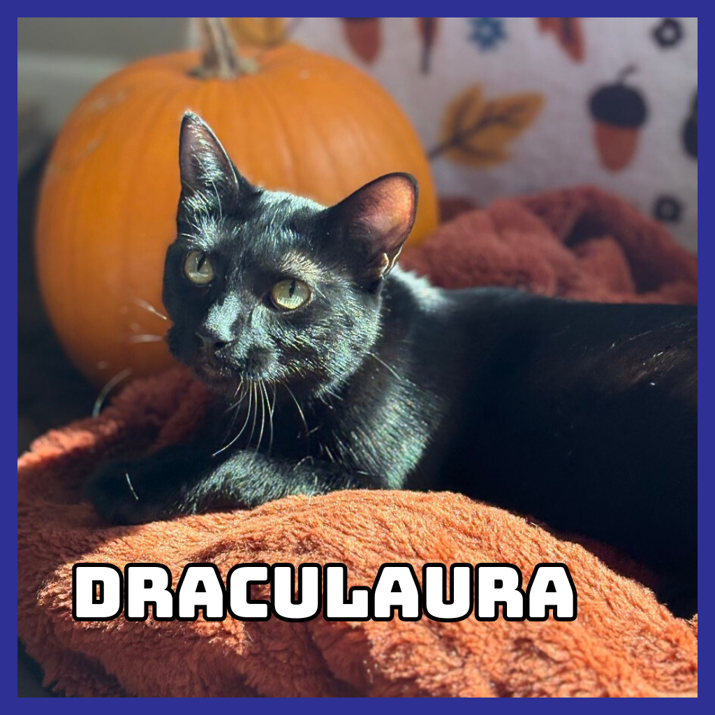 Draculaura