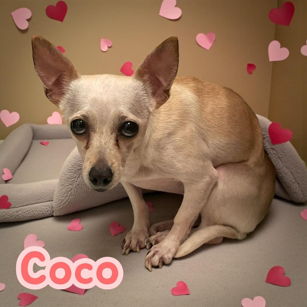 Coco