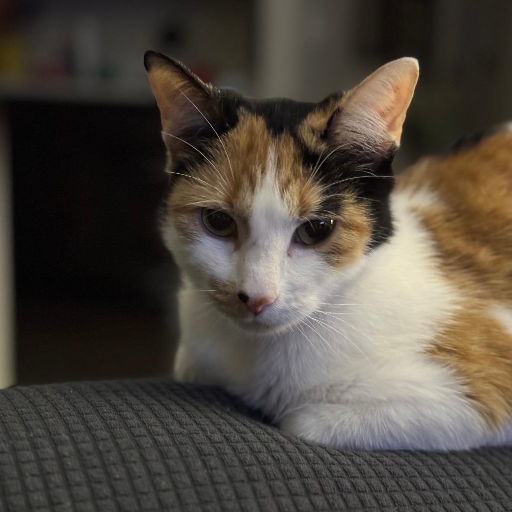 Crayon *Meet me at Eagan Petsmart*