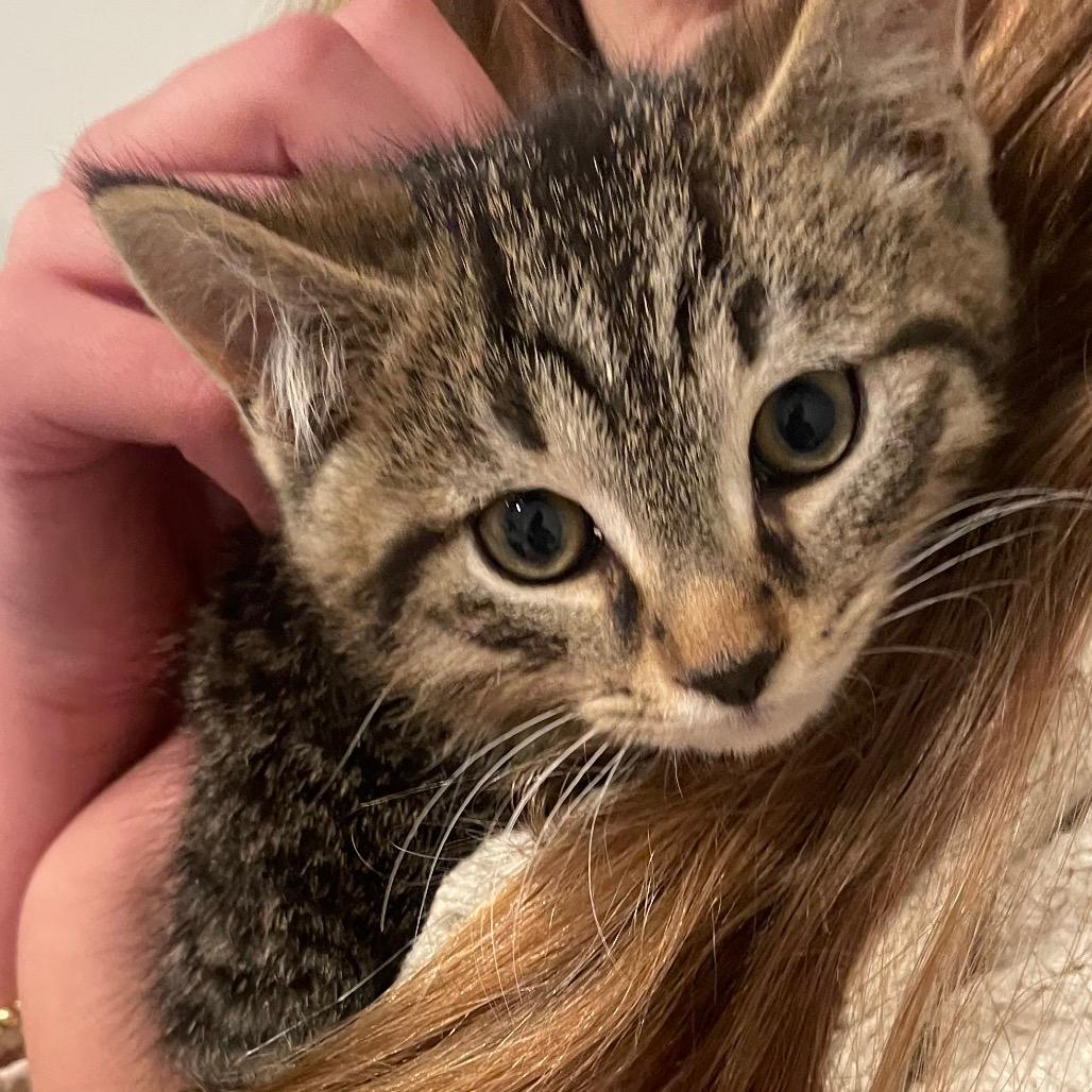 Dusty (Samantha Stamford Kitten 2)