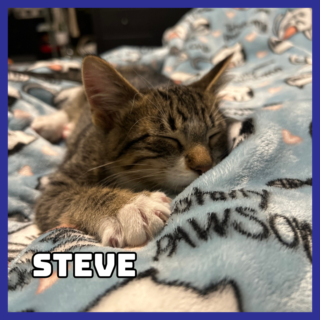Steve