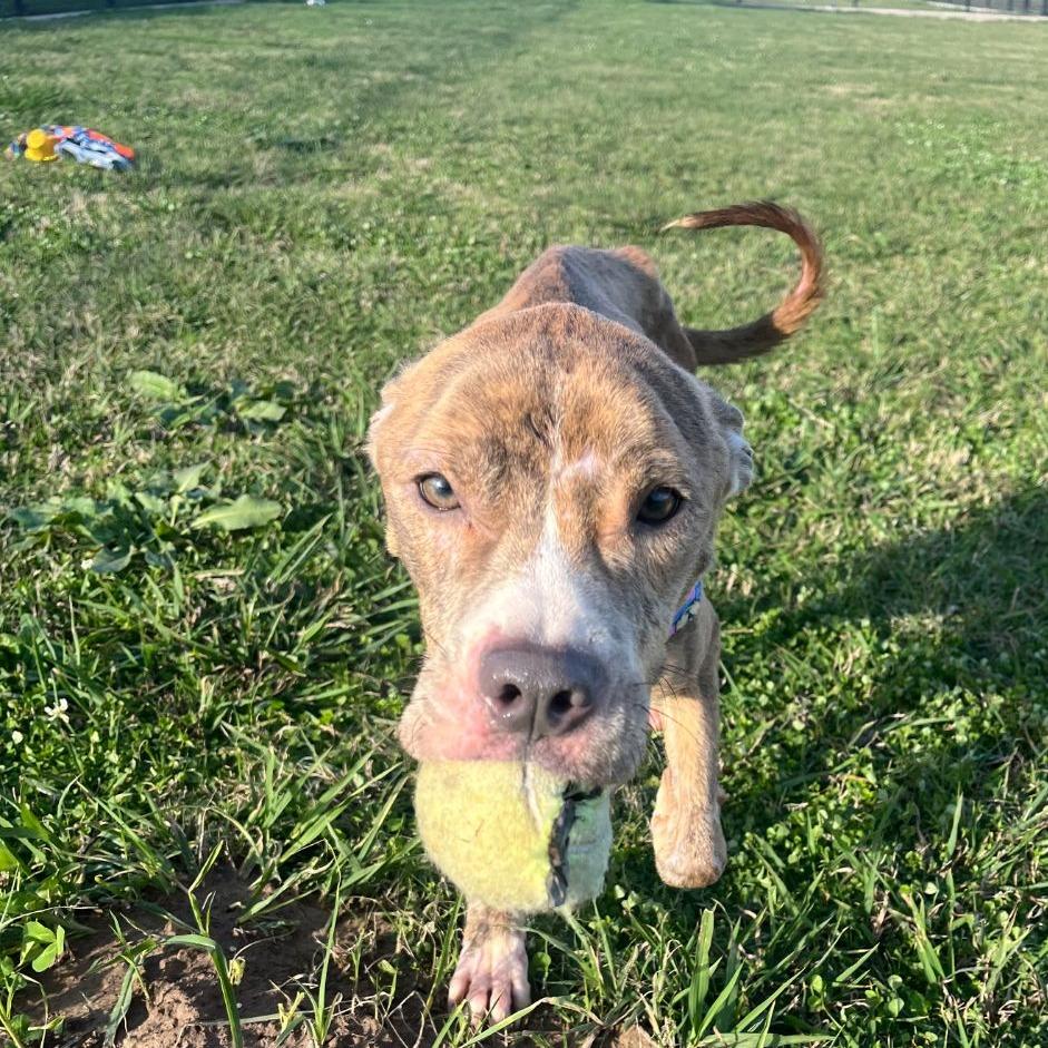 Doubloon *Coming Soon*