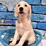 Amell