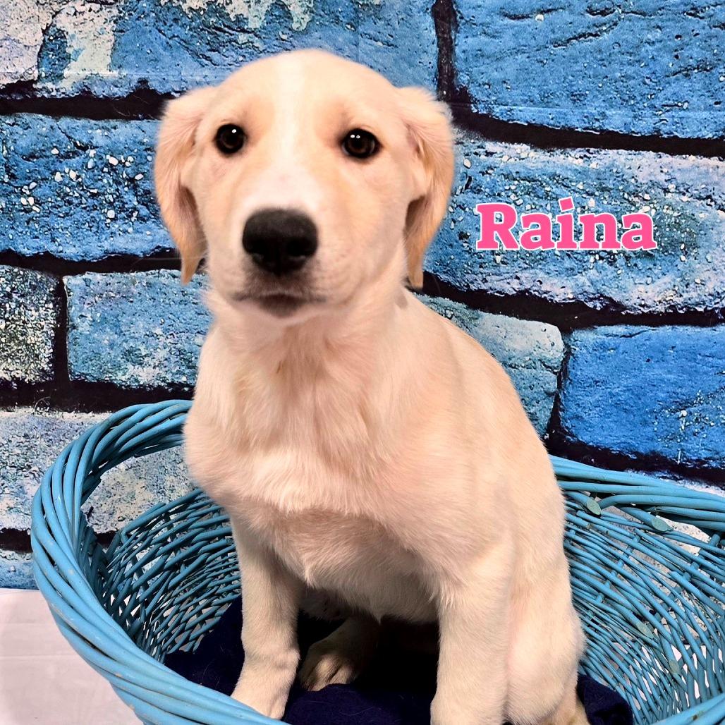 Raina