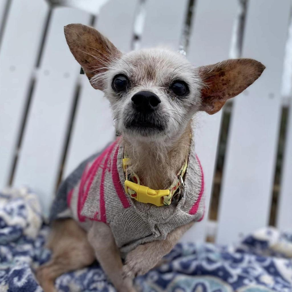 Adoptable Dogs & Puppies in San Diego, CA