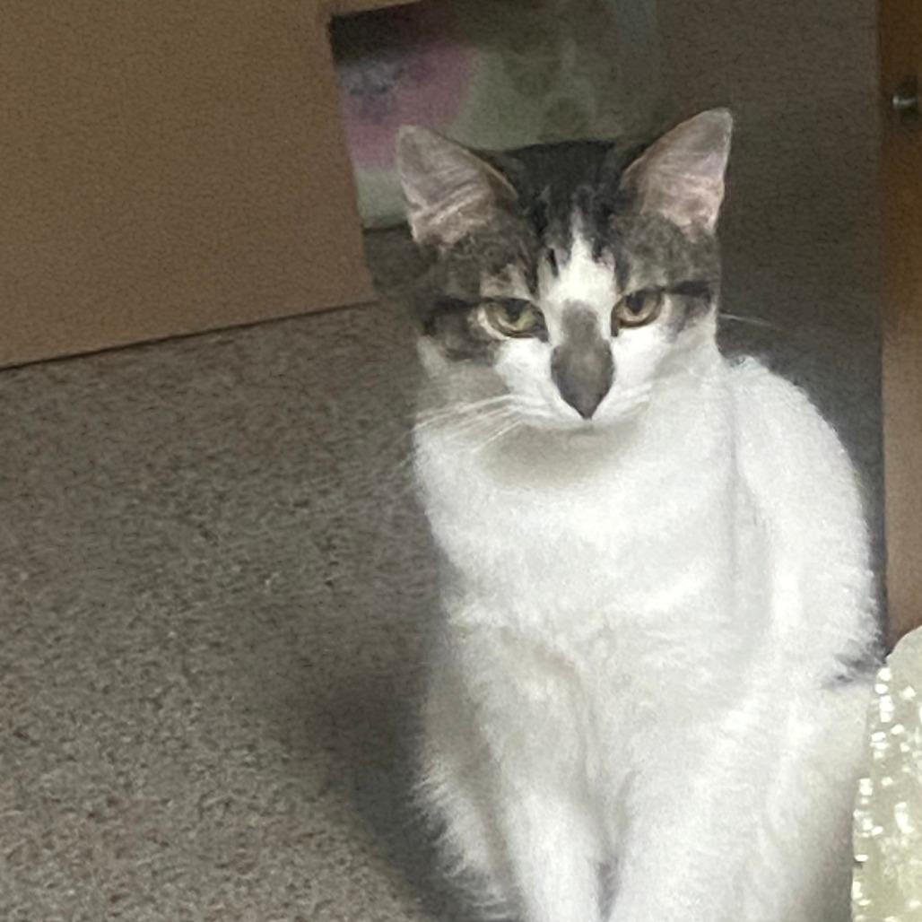 Gizmo *Off-Site Foster Home*