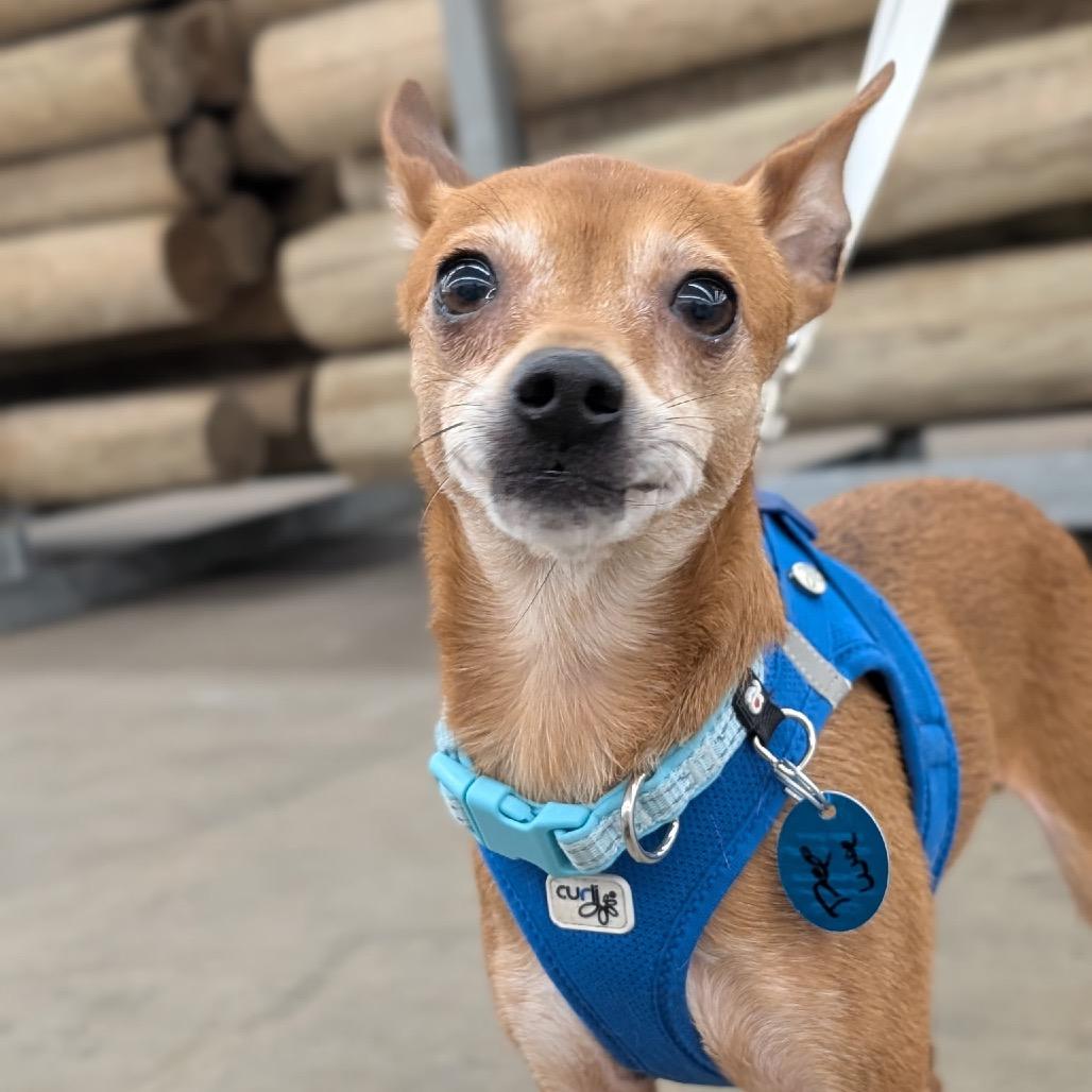 PEE WEE (bonded w/Ty)