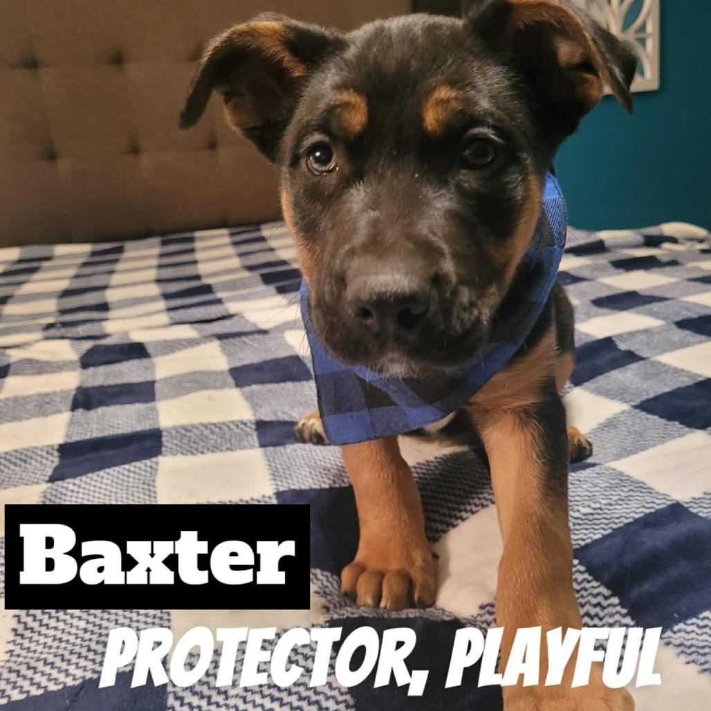 Baxter 