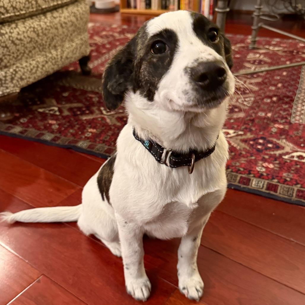 Disco puppy: Donna Summer