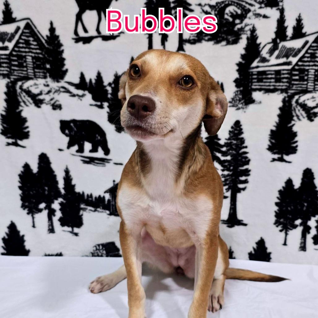 Bubbles