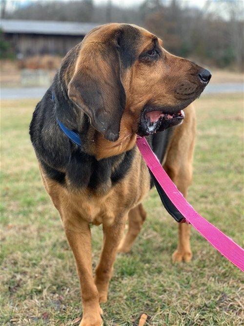 best harness for bloodhounds