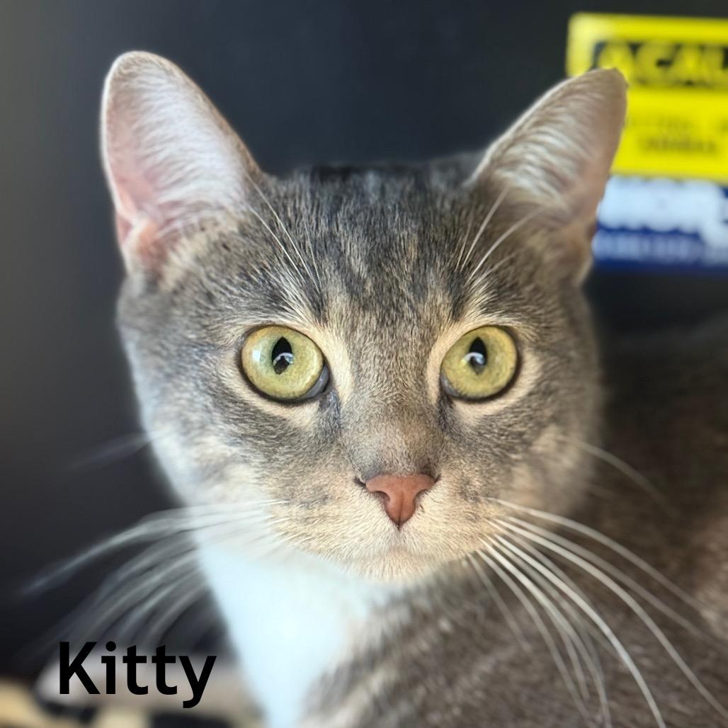 Kitty