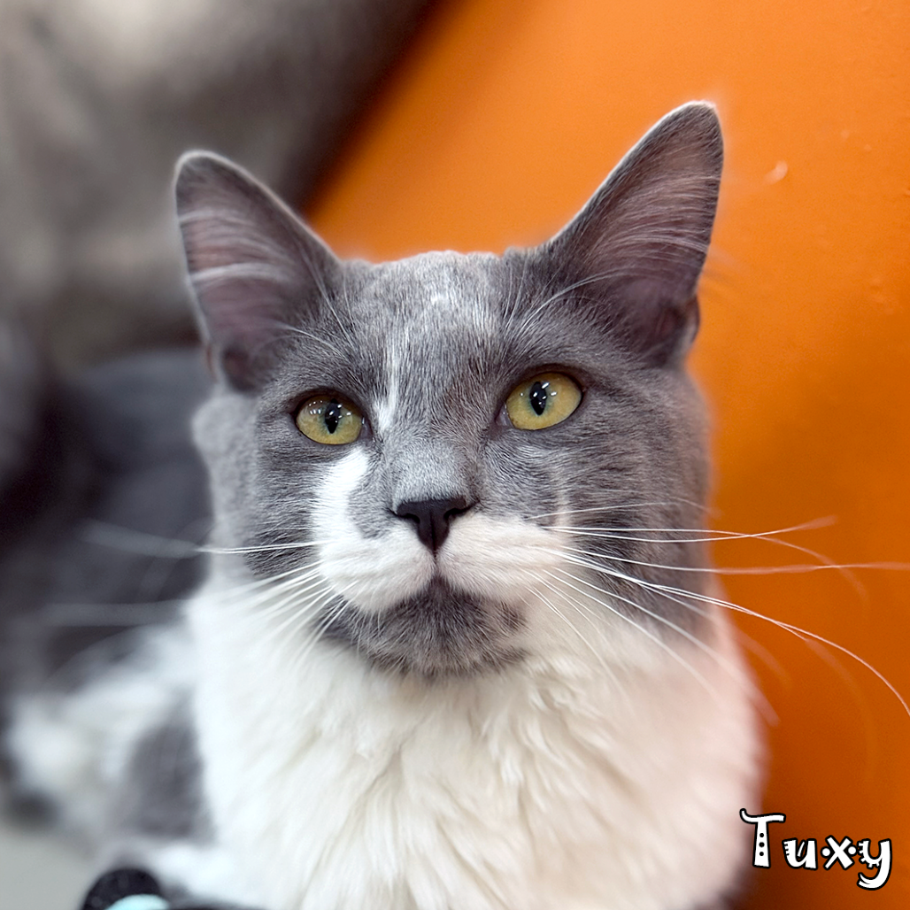 Tuxy @PAWZ pet cafe