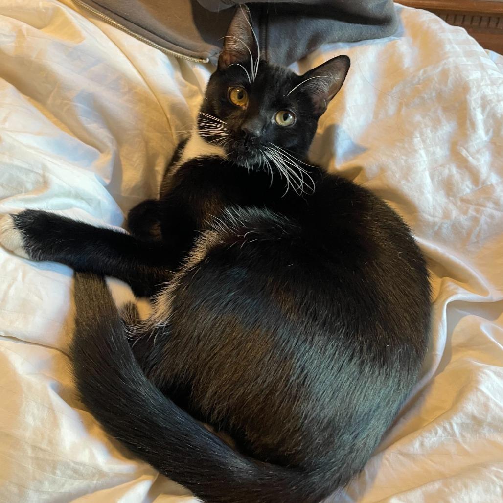 Honey Bunches of Oats