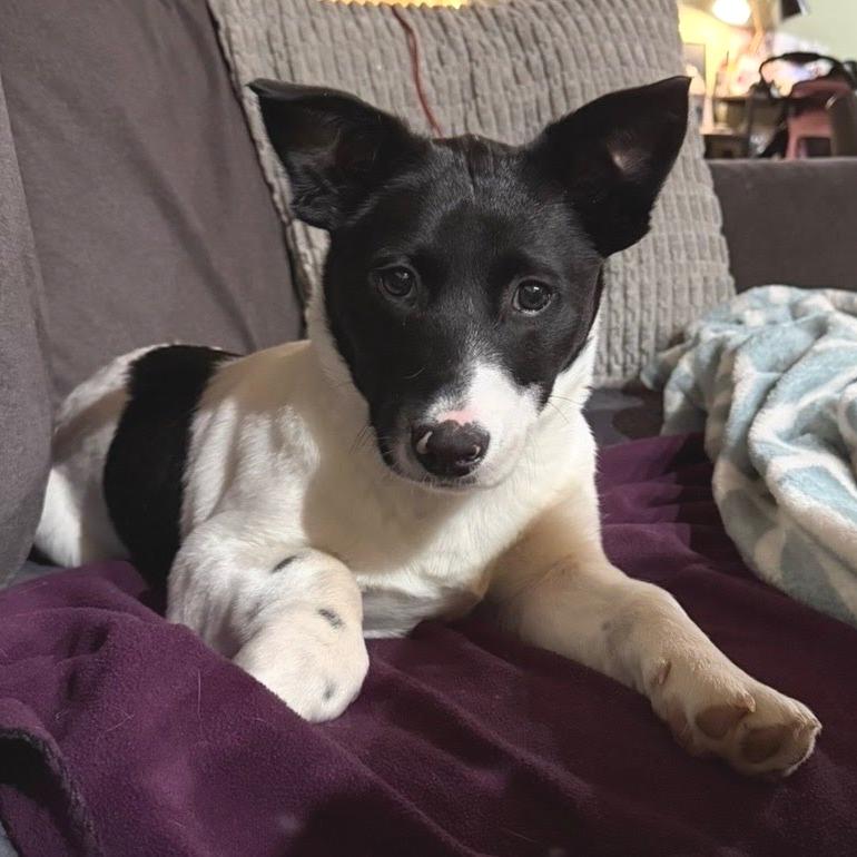 Lady Mooria Porkchop (Foster)