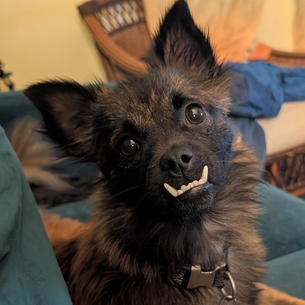 Chuey - ready to go January 29th!