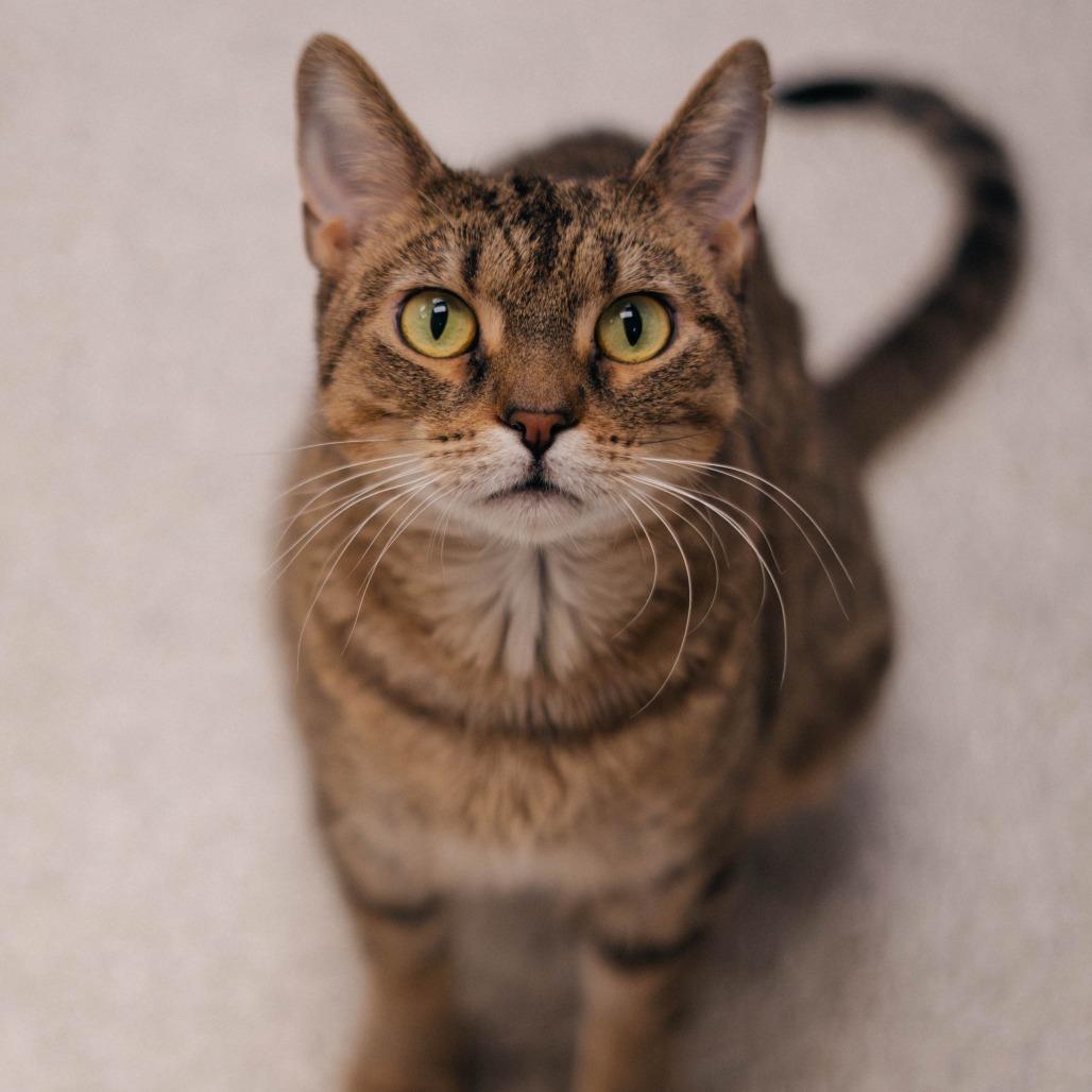 Ophelia - Available In Foster