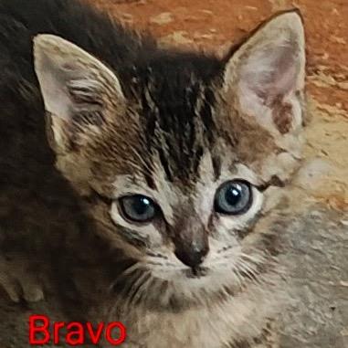 Bravo