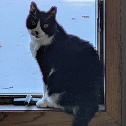 Lottie *Meet me at Eagan Petsmart*