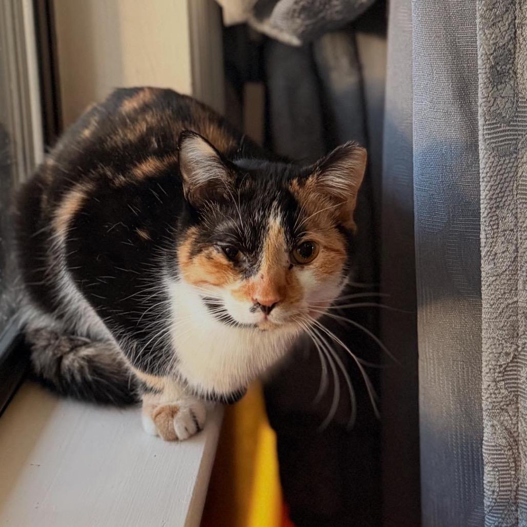 Suzi *Adoption pending 