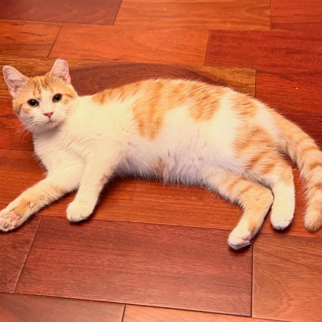 Norma *Adoption pending 