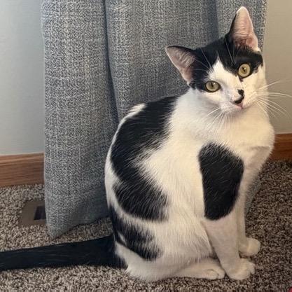 Cambria *Meet me at Eagan Petsmart*