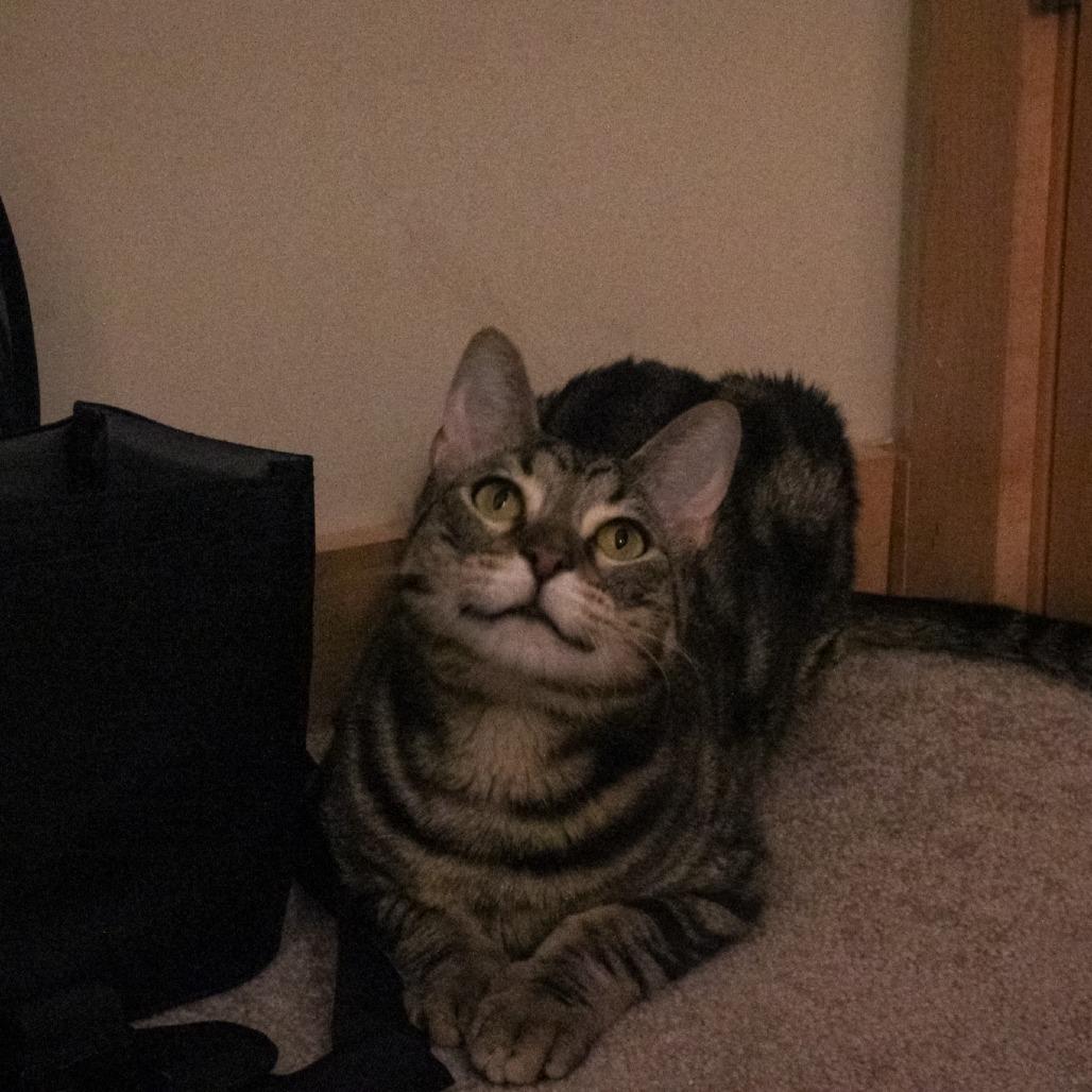 Spinach Artichoke Dip