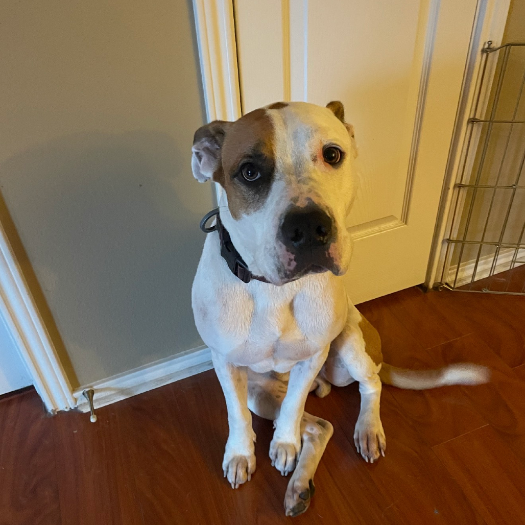 Chester 