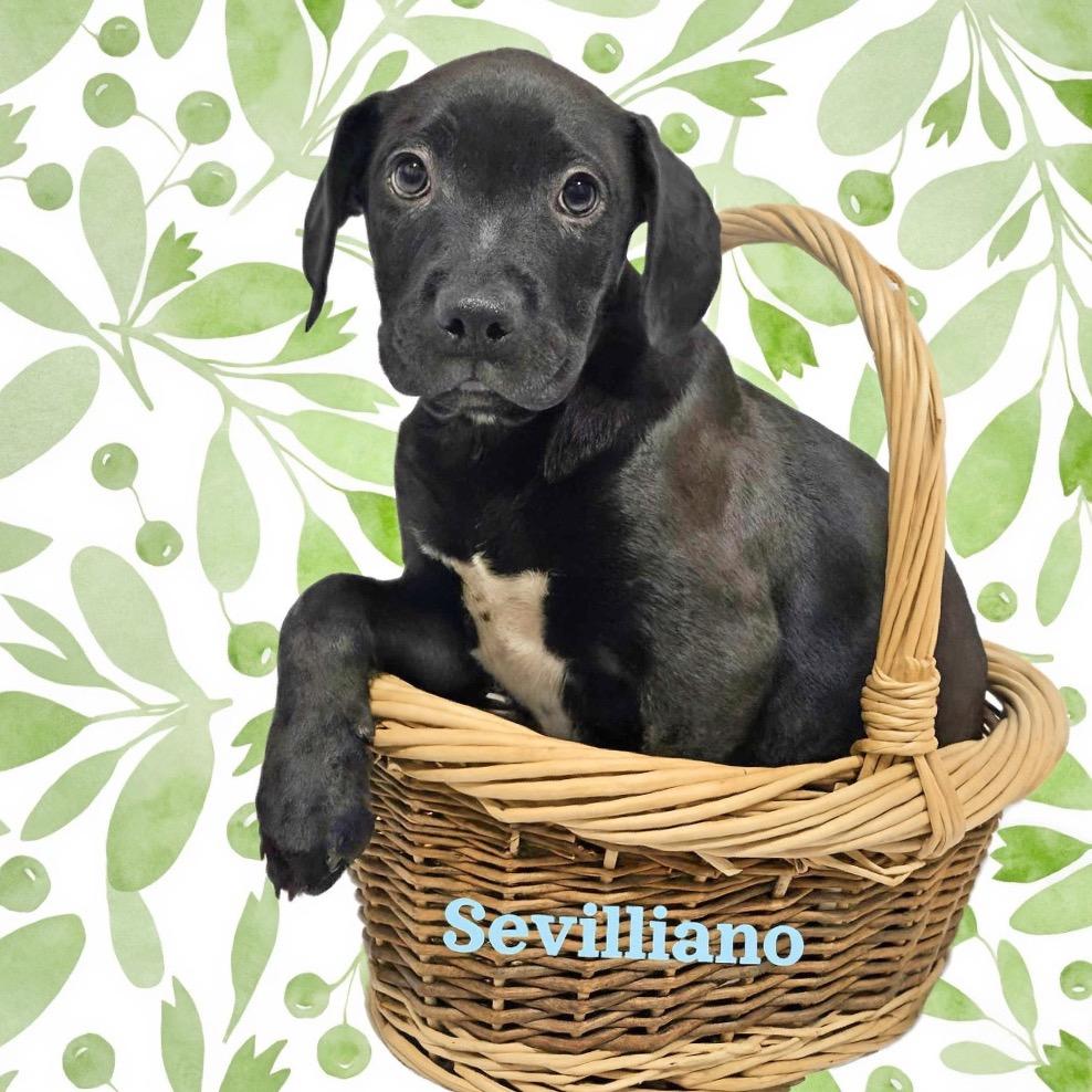 Sevilliano