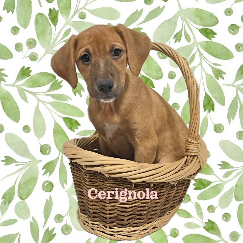 Cerignola