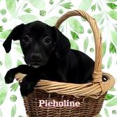 Picholine