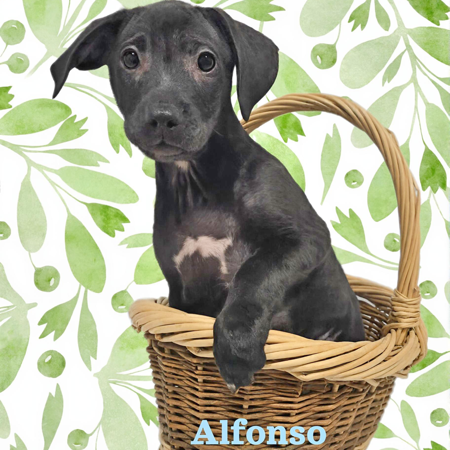Alfonso
