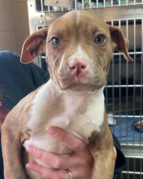 Adoptable Dogs & Puppies in Kingsport, TN