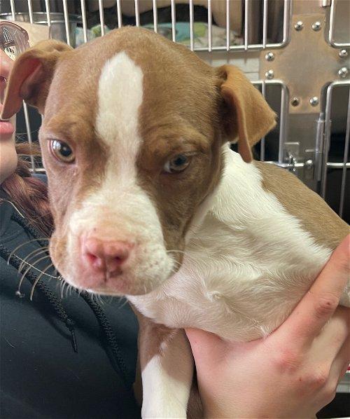 Adoptable Dogs & Puppies in Kingsport, TN