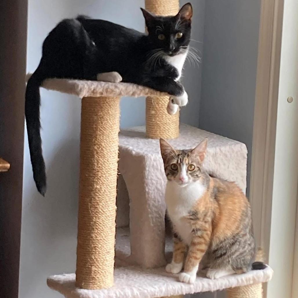 Daphne & Delilah (Bonded Pair)