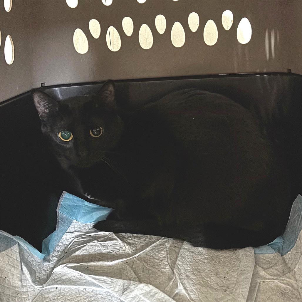 Mary Jane *Meet me at Plymouth Petsmart*