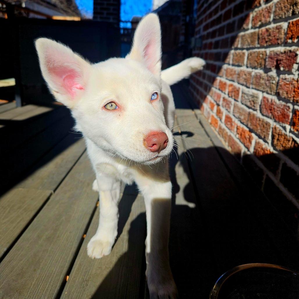 18 (2026) Marshmallow 