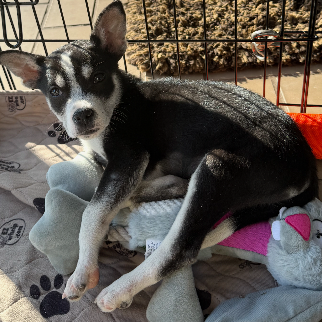 NY Poppy (Foster in Stormville)