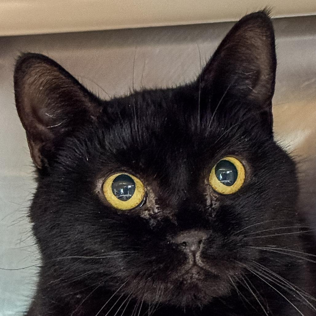 Tiana *Bonded w/ Merida* *Avail. by appt.*