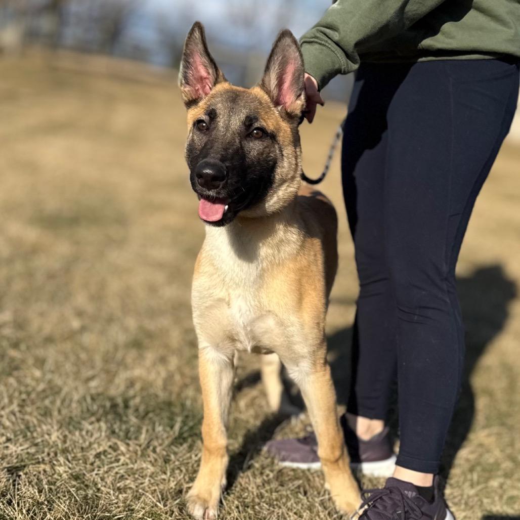 Lars (Pending adoption) (Breed Experience Required)