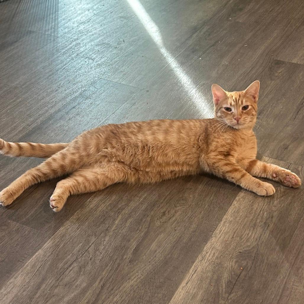 Sherbet (adoption pending)