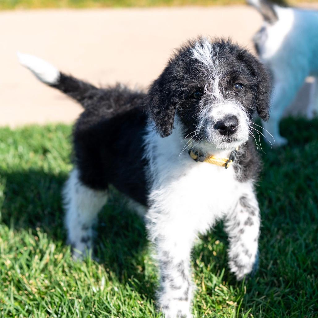 Lotto (Yellow Collar)