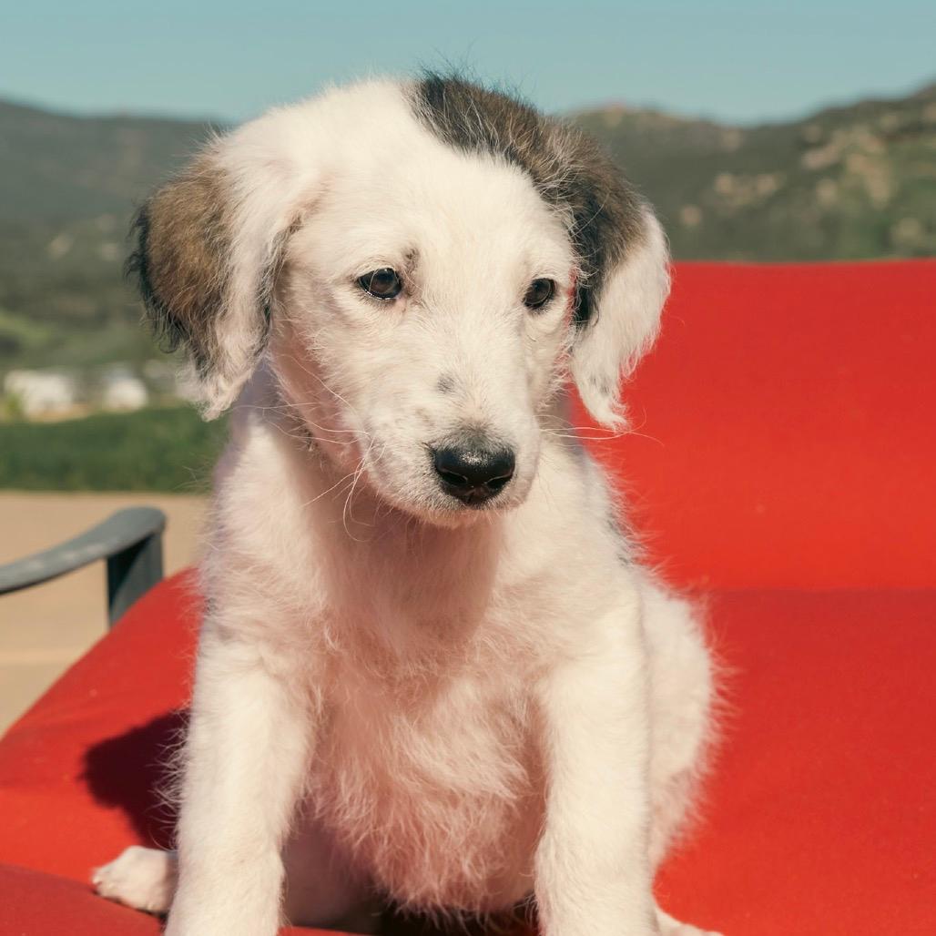 Big Gulp (Tan Collar)