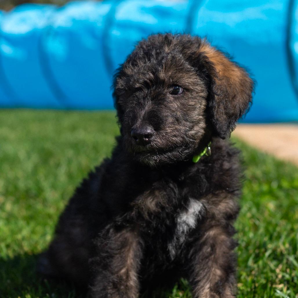 Slim Jim (Green Collar)